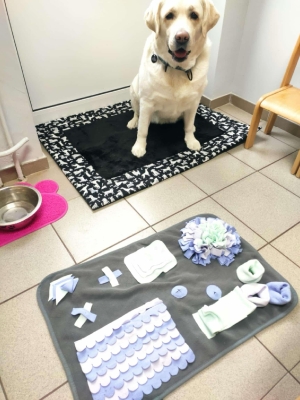 dogoterapia 1 20250522 1901395723